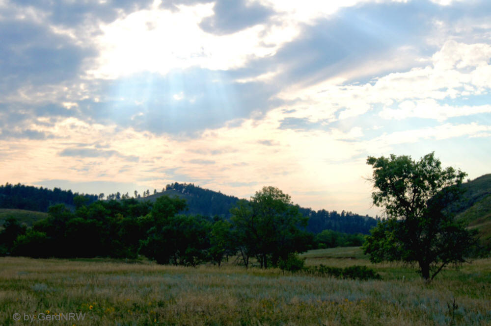 Wildlife Loop Road, Custer State Park, South Dakota, USA