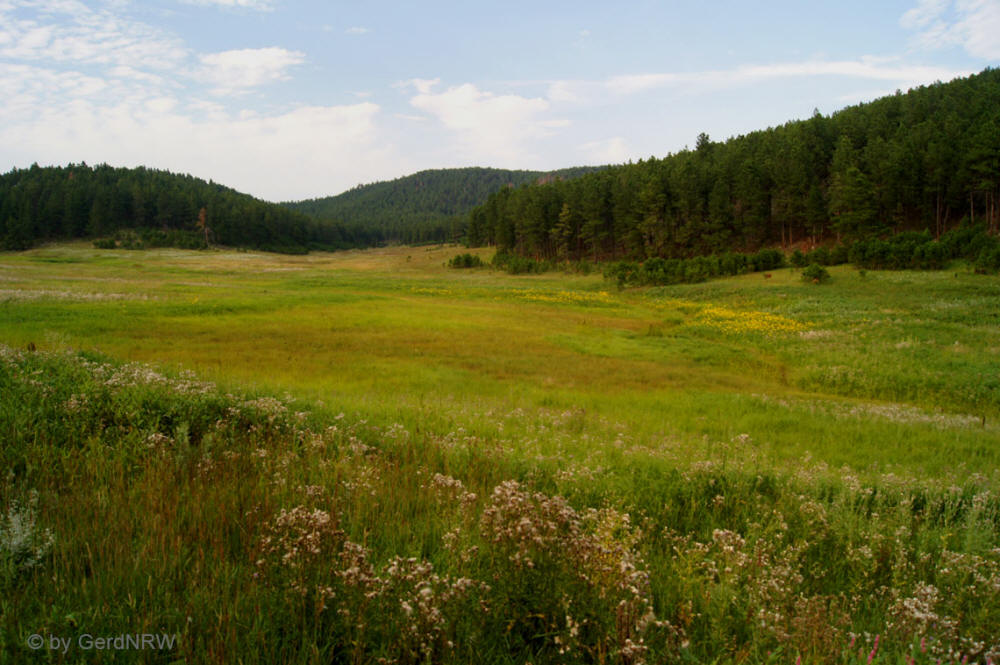 Wildlife Loop Road, Custer State Park, South Dakota, USA