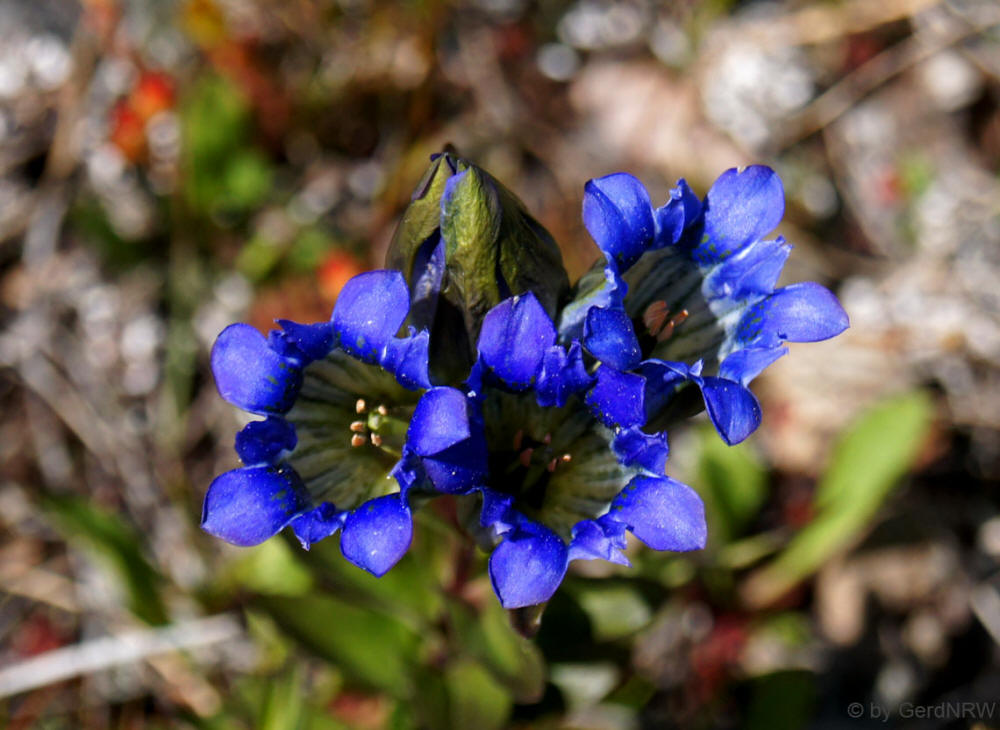Rainier pleated gentian - Gentiana calycosa (Enzian), Independence Pass, Colorado, USA