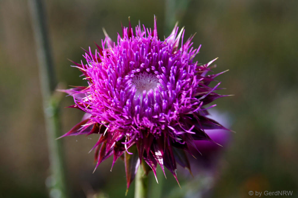 Creeping Thistle (Kratzdistel), Lily Lake, Rocky Mountains National Park, Colorado - USA