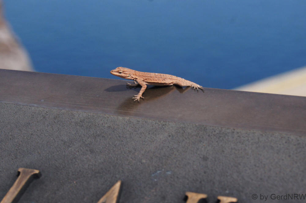 Lizard (Eidechse) at Glen Canyon Dam Visitor Center, near Page, Arizona - USA
