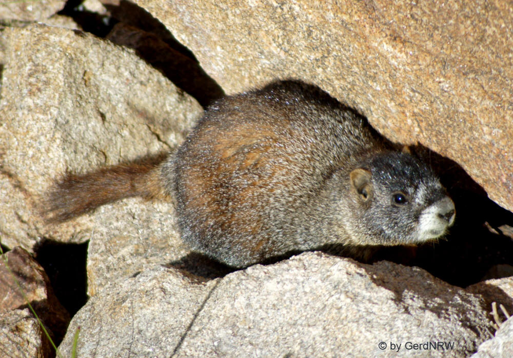 Yellow-bellied marmot (Gelbbäuchiges Murmeltier), Forest Canyon Overlook, Rocky Mountains National Park, Colorado, USA