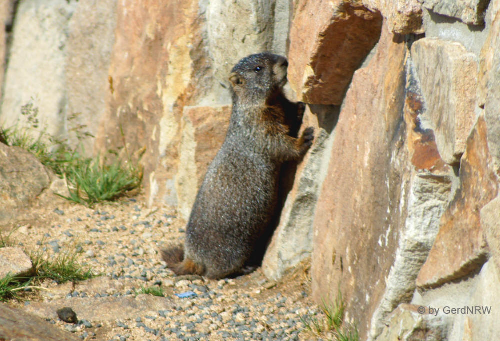 Yellow-bellied marmot (Gelbbäuchiges Murmeltier), Forest Canyon Overlook, Rocky Mountains National Park, Colorado, USA