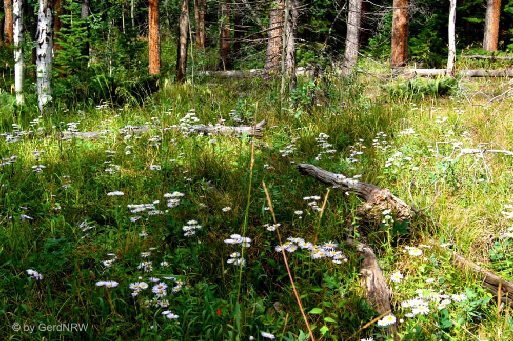 Wild Basin Area, Rocky Mountains National Park, Colorado - USA