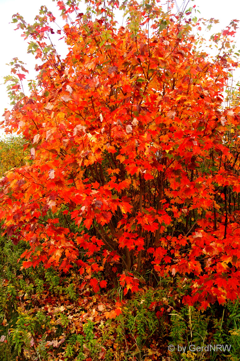 Fall Foliage (Indian Summer), White Mountains, New Hamshire, USA