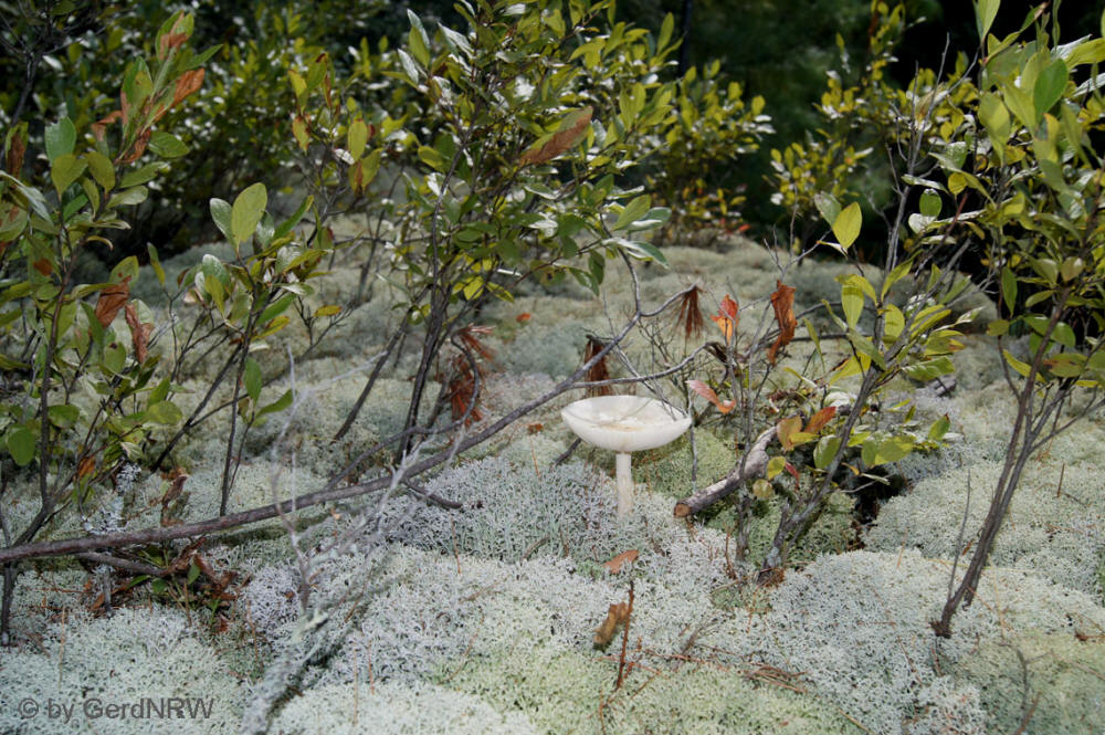 In the Forest at Ausable Chasm, New York State, USA - Im Wald bei Ausable Chasm, New York State, USA