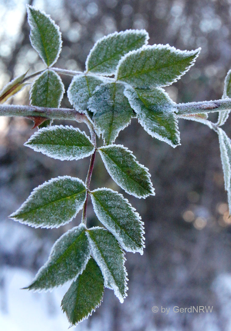 Frozen leafs (Gefrorene Blätter), Heiligenhaus, Germany