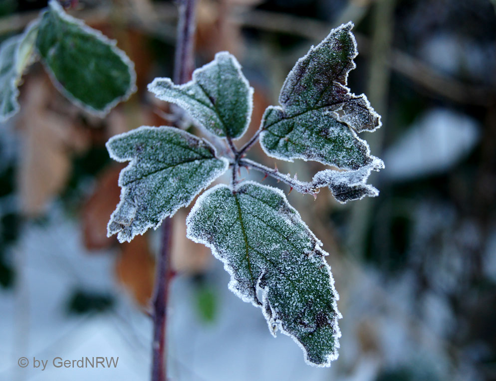 Frozen leafs (Gefrorene Blätter), Heiligenhaus, Germany